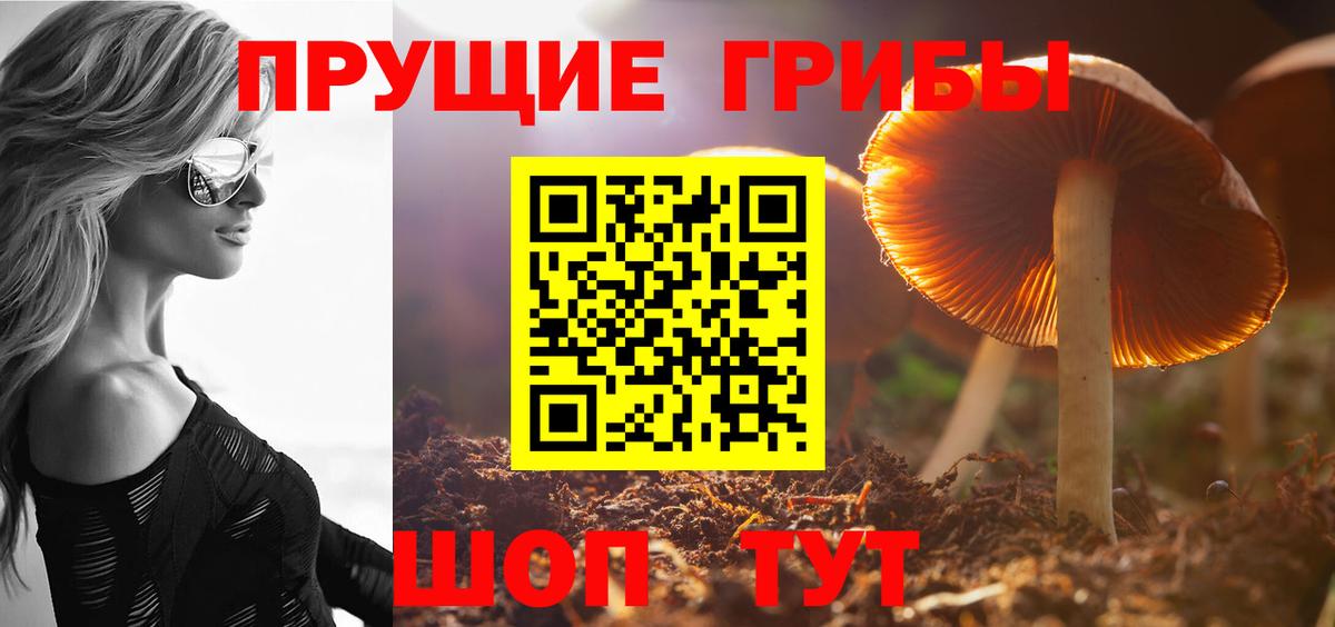 Мыски  Псилоцибиновые грибы Cubensis  Вход с VPN 